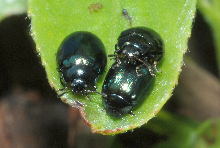 Plagiodera versicolora (Chrysomelidae)